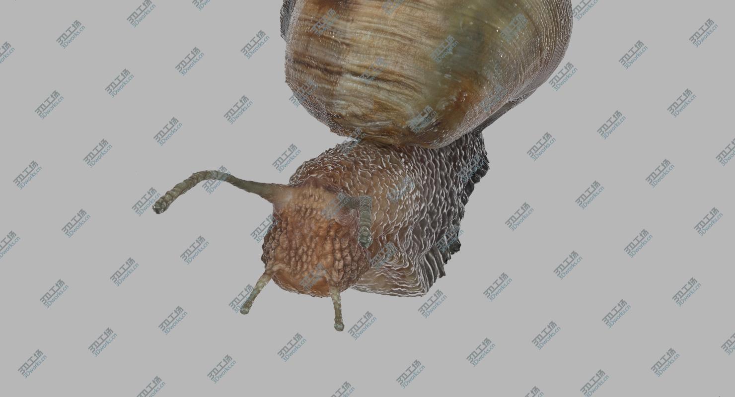 images/goods_img/202105072/3D Snail (Rigged)/5.jpg